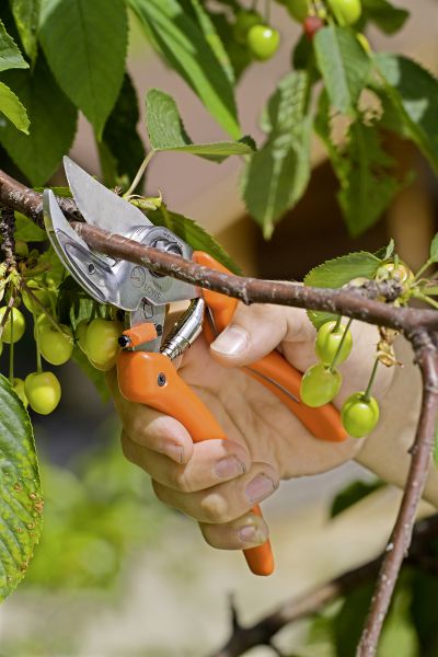 Löwe 8.107 Amboss-Schere mit gebogener Klinge