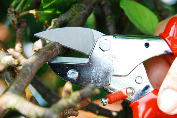 Löwe 5.124 kleine Amboss-Schere mit spitzer Klinge