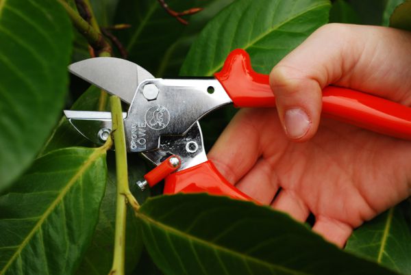 Löwe 5.107 kleine Amboss-Schere