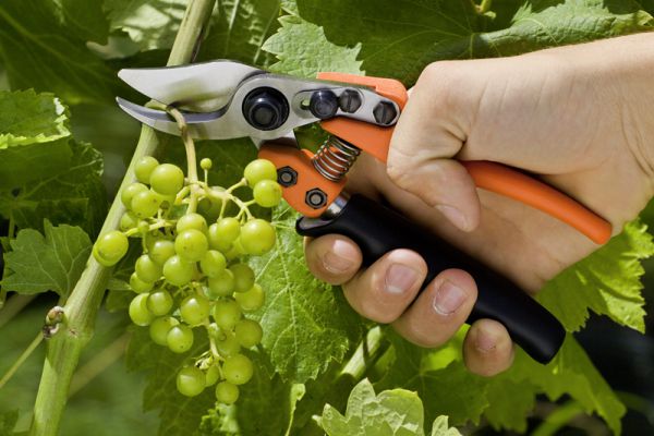 Löwe 12.109 kleine Bypass-Schere mit sehr geringem Gewicht, mit Rollgriff