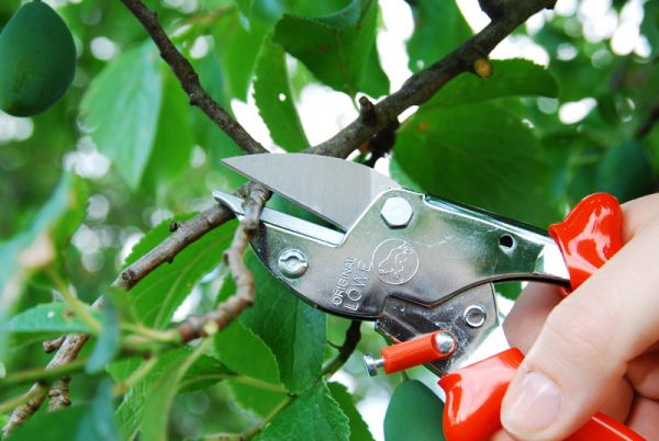 Löwe 5.124 kleine Amboss-Schere mit spitzer Klinge