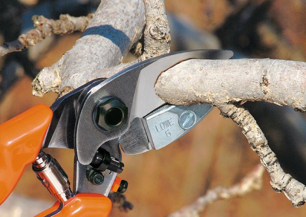 Löwe 6.104 Amboss-Schere