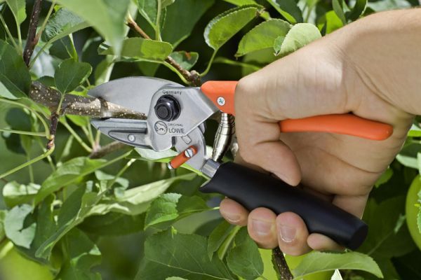 Löwe 6.109 Amboss-Schere mit Rollgriff