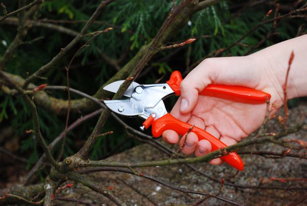 Löwe 5.107 kleine Amboss-Schere